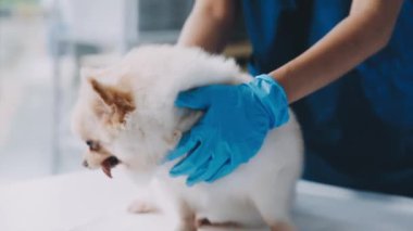 Tükürük köpekli şirin bir köpek. veteriner kliniği, veteriner kliniği..