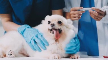 Şirin köpek oyuncakla oynuyor.