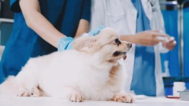 Veteriner veteriner veteriner kliniğinde küçük şirin bir köpeği muayene ediyor..
