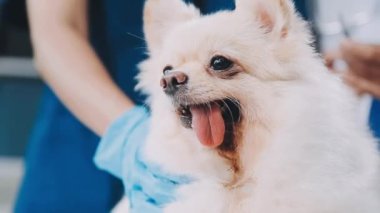 Beyaz dişli ve mavi gözlü bir köpek.