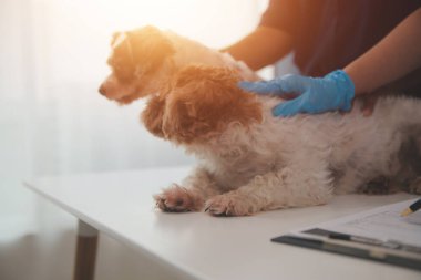 Modern bir veteriner kliniğinde bir Panshi Tzu yavrusu muayene masasına oturur. Bu arada, bir kadın veteriner sağlığı değerlendirir. 