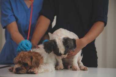 Modern bir veteriner kliniğinde bir Panshi Tzu yavrusu muayene masasına oturur. Bu arada, bir kadın veteriner sağlığı değerlendirir. 