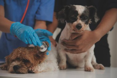 Modern bir veteriner kliniğinde bir Panshi Tzu yavrusu muayene masasına oturur. Bu arada, bir kadın veteriner sağlığı değerlendirir. 