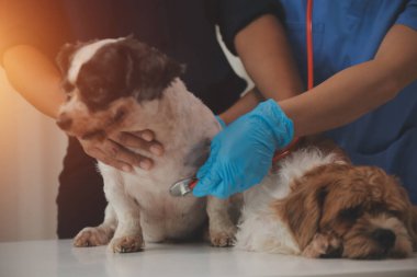 Modern bir veteriner kliniğinde bir Panshi Tzu yavrusu muayene masasına oturur. Bu arada, bir kadın veteriner sağlığı değerlendirir. 