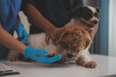Modern bir veteriner kliniğinde bir Panshi Tzu yavrusu muayene masasına oturur. Bu arada, bir kadın veteriner sağlığı değerlendirir. 