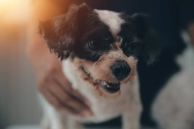 Modern bir veteriner kliniğinde bir Panshi Tzu yavrusu muayene masasına oturur. Bu arada, bir kadın veteriner sağlığı değerlendirir. 