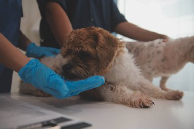 Modern bir veteriner kliniğinde bir Panshi Tzu yavrusu muayene masasına oturur. Bu arada, bir kadın veteriner sağlığı değerlendirir. 