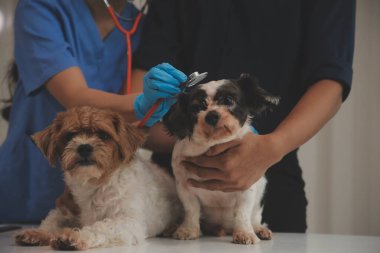 Veteriner köpeği incelenmesi