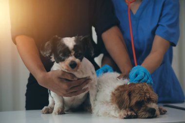 Veteriner köpeği incelenmesi