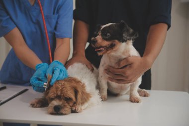 Veteriner köpeği incelenmesi