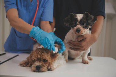 Veteriner köpeği incelenmesi