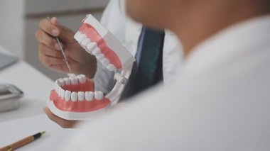 Diş hekimi diş modeli holding