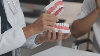 Dişçinin elinde bir diş modeli ve bir diş modeli var..