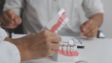 Dişçi elinde bir diş modeli tutuyor..