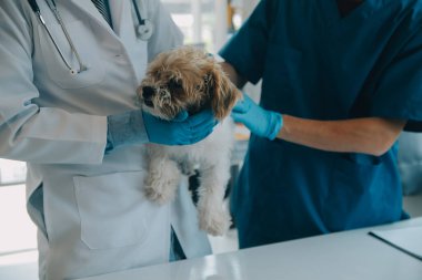 Veteriner köpek ve kediyi muayene ediyor. Veteriner doktorunda köpek ve kedi yavrusu. Hayvan kliniği. Hayvan kontrolü ve aşılama. Sağlık hizmetleri.