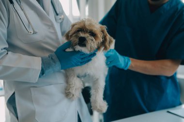 Veteriner köpek ve kediyi muayene ediyor. Veteriner doktorunda köpek ve kedi yavrusu. Hayvan kliniği. Hayvan kontrolü ve aşılama. Sağlık hizmetleri.