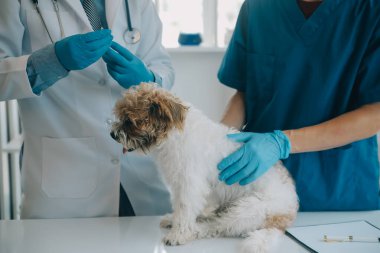 Veteriner köpek ve kediyi muayene ediyor. Veteriner doktorunda köpek ve kedi yavrusu. Hayvan kliniği. Hayvan kontrolü ve aşılama. Sağlık hizmetleri.