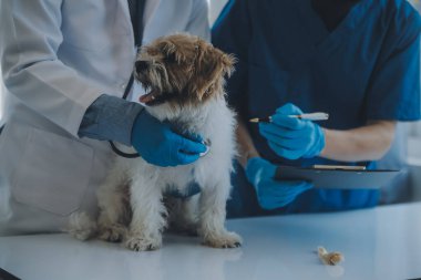 Veteriner köpek ve kediyi muayene ediyor. Veteriner doktorunda köpek ve kedi yavrusu. Hayvan kliniği. Hayvan kontrolü ve aşılama. Sağlık hizmetleri.