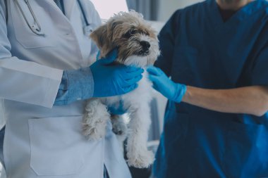 Veteriner köpek ve kediyi muayene ediyor. Veteriner doktorunda köpek ve kedi yavrusu. Hayvan kliniği. Hayvan kontrolü ve aşılama. Sağlık hizmetleri.