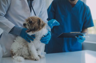 Veteriner köpek ve kediyi muayene ediyor. Veteriner doktorunda köpek ve kedi yavrusu. Hayvan kliniği. Hayvan kontrolü ve aşılama. Sağlık hizmetleri.