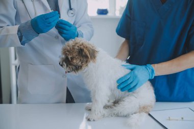 Veteriner köpek ve kediyi muayene ediyor. Veteriner doktorunda köpek ve kedi yavrusu. Hayvan kliniği. Hayvan kontrolü ve aşılama. Sağlık hizmetleri.