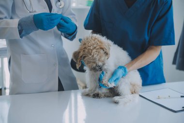 Veteriner köpek ve kediyi muayene ediyor. Veteriner doktorunda köpek ve kedi yavrusu. Hayvan kliniği. Hayvan kontrolü ve aşılama. Sağlık hizmetleri.