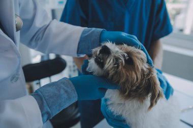 Veteriner köpek ve kediyi muayene ediyor. Veteriner doktorunda köpek ve kedi yavrusu. Hayvan kliniği. Hayvan kontrolü ve aşılama. Sağlık hizmetleri.
