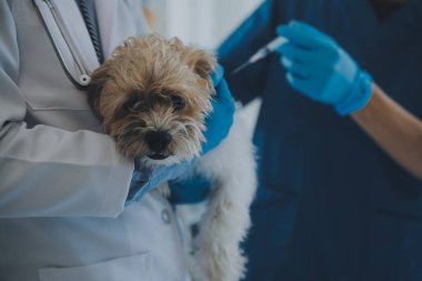 Veteriner köpek ve kediyi muayene ediyor. Veteriner doktorunda köpek ve kedi yavrusu. Hayvan kliniği. Hayvan kontrolü ve aşılama. Sağlık hizmetleri.