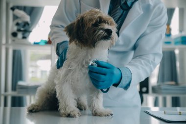 Veteriner köpek ve kediyi muayene ediyor. Veteriner doktorunda köpek ve kedi yavrusu. Hayvan kliniği. Hayvan kontrolü ve aşılama. Sağlık hizmetleri.