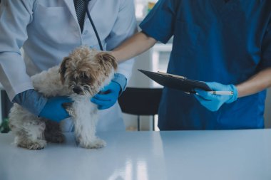 Veteriner köpek ve kediyi muayene ediyor. Veteriner doktorunda köpek ve kedi yavrusu. Hayvan kliniği. Hayvan kontrolü ve aşılama. Sağlık hizmetleri.