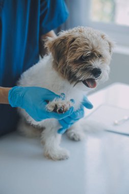 Veteriner köpek ve kediyi muayene ediyor. Veteriner doktorunda köpek ve kedi yavrusu. Hayvan kliniği. Hayvan kontrolü ve aşılama. Sağlık hizmetleri.