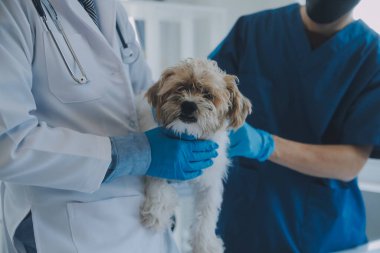 Veteriner köpek ve kediyi muayene ediyor. Veteriner doktorunda köpek ve kedi yavrusu. Hayvan kliniği. Hayvan kontrolü ve aşılama. Sağlık hizmetleri.
