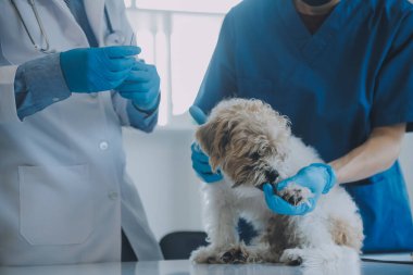 Veteriner köpek ve kediyi muayene ediyor. Veteriner doktorunda köpek ve kedi yavrusu. Hayvan kliniği. Hayvan kontrolü ve aşılama. Sağlık hizmetleri.