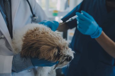 Veteriner köpek ve kediyi muayene ediyor. Veteriner doktorunda köpek ve kedi yavrusu. Hayvan kliniği. Hayvan kontrolü ve aşılama. Sağlık hizmetleri.