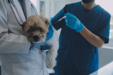 Veteriner köpek ve kediyi muayene ediyor. Veteriner doktorunda köpek ve kedi yavrusu. Hayvan kliniği. Hayvan kontrolü ve aşılama. Sağlık hizmetleri.