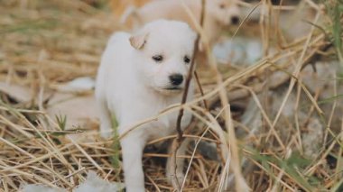 Ormandaki beyaz köpek