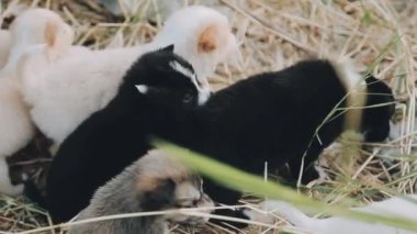 Çimlerde siyah beyaz kedi