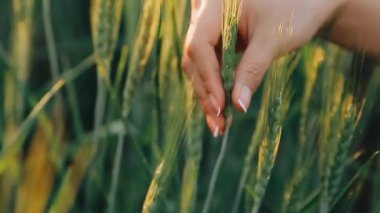 Bir kadının elleri buğday kulaklarına dokunuyor. Kapat - kapat.