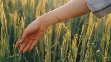 Yeşil çimenlere dokunan kadın, yakın plan.