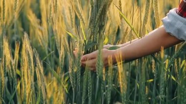 Araştırmacılar çiftlikteki pirincin kalitesini test ediyorlar.