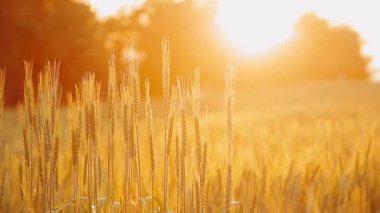 Yaz buğday tarlasında gün batımı