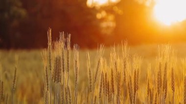 Altın buğdaylı güzel altın tarla