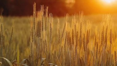 Gün batımında buğday tarlası