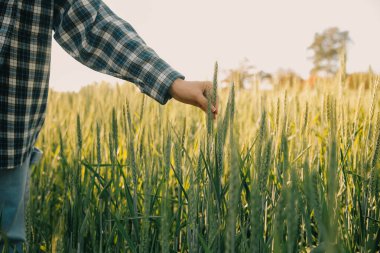 Smart farm. Farmer with tablet in the field. Agriculture, gardening or ecology concept. Harvesting. Agro business.