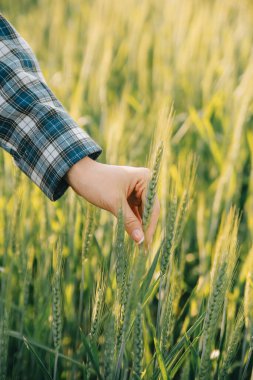 Smart farm. Farmer with tablet in the field. Agriculture, gardening or ecology concept. Harvesting. Agro business.
