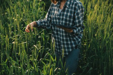 Smart farm. Farmer with tablet in the field. Agriculture, gardening or ecology concept. Harvesting. Agro business.