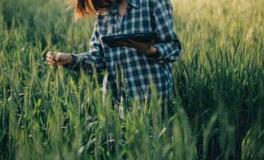 Smart farm. Farmer with tablet in the field. Agriculture, gardening or ecology concept. Harvesting. Agro business.