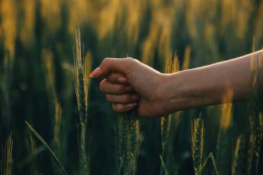 Smart farm. Farmer with tablet in the field. Agriculture, gardening or ecology concept. Harvesting. Agro business.