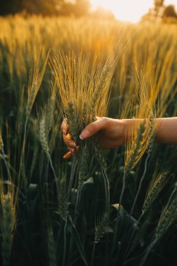 Smart farm. Farmer with tablet in the field. Agriculture, gardening or ecology concept. Harvesting. Agro business.