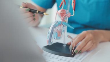 Doktor, erkek idrar sistemini açıklamak için anatomik model kullanıyor. Parçalarla etiketlenmiş bir model, doktor noktaları ve bunların idrar işlevleri için nasıl birlikte çalıştıklarını açıklıyor..